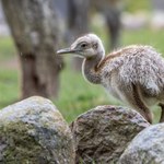 Pisklęta w pasy wykluły się w Polsce. Mieszkają obok wilków. Będą olbrzymie