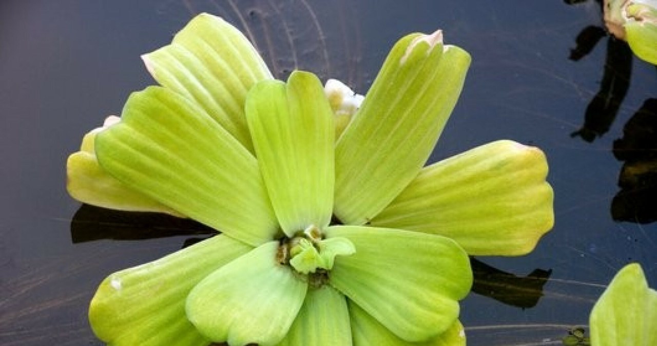 Pistia rozetkowa bardzo szybko się rozrasta /Science Photo Library/EAST NEWS /East News