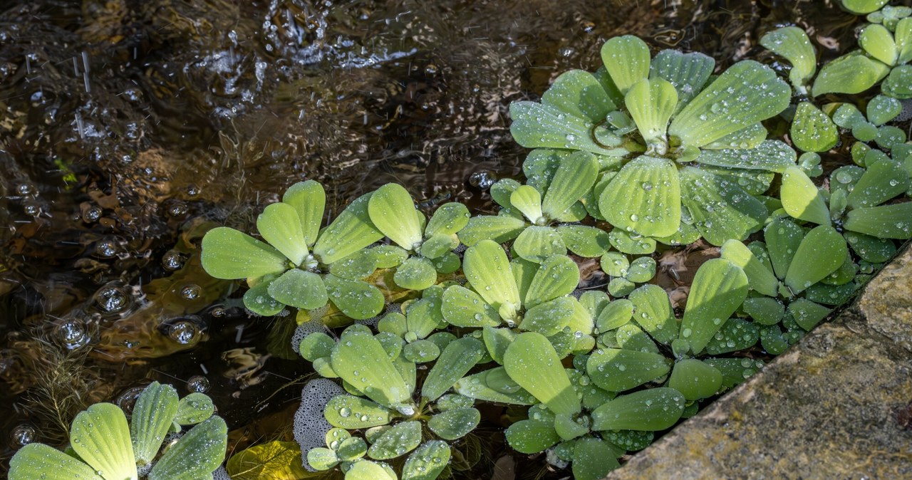 Pistia rozetkowa nazywana jest również sałatą wodną, jej upraw jest zabroniona od 2 sierpnia 2024 roku. /Marie Aymerez / Biosphoto/Bios Photo/East News /East News