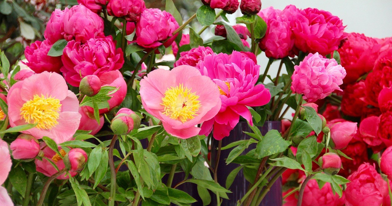 Півонії є одними з найпопулярніших садових культур, які чудово виглядають як у квітниках, так і у горщиках на підвіконні /pixabay.com