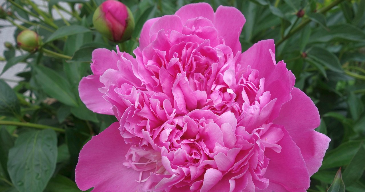 Півонії обожнюють кісткове борошно /pixabay.com