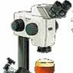 Piwo pod mikroskopem