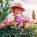 Piwonie kochają ten tani nawóz. Użyj w marcu, a w czerwcu obsypią się kwiatami