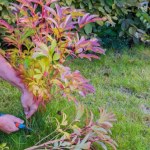 Piwonie potrzebują teraz tego zabiegu. Jeśli go pominiesz, zapomnij o kwiatach 