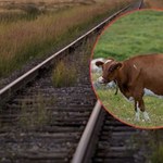 PKP ma dość. Posypią się pozwy dla rolników 