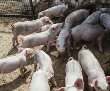 Płacą 7-8 tys. za pracę przy świniach, chętnych brak. "Socjal rozleniwia"