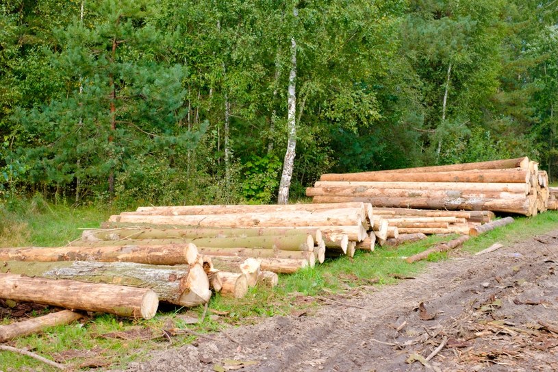 Płacimy za każde drzewo wywiezione z lasu, to są ceny symboliczne - ocenił rzecznik /123RF/PICSEL