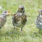 Plądrują sady, dojadają zgniłe jabłka. Wkrótce dołączą towarzysze z Rosji