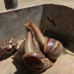 Plaga afrykańskich ślimaków na Kubie. Groźba epidemii i straty plonów