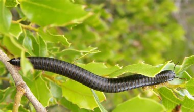 Plaga inwazyjnych krocionogów. Są wszędzie: w łóżkach, butach, torbach