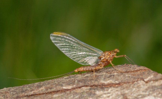 Plaga jętek wywołana przez upał. Są ich miliony