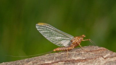 Plaga jętek wywołana przez upał. Są ich miliony