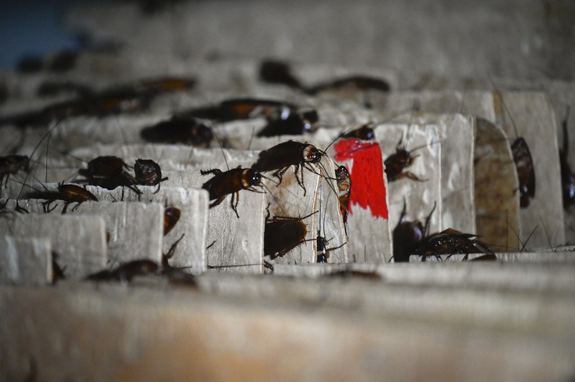Plaga karaluchów w amerykańskim mieście. Włodarze musieli odwołać Halloween