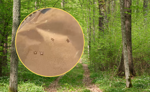 Plaga kleszczy w marcu. Alarmujące nagranie prosto z lasu