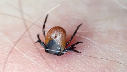 Plaga kleszczy w polskich lasach. Jak się chronić?