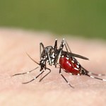 Plaga komarów. Jak się przed nimi uchronić?