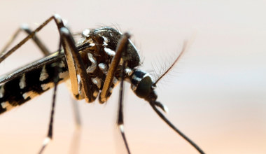 Plaga komarów tygrysich. Przenoszą dengę i wirus Zika. Przyczyną globalne ocieplenie