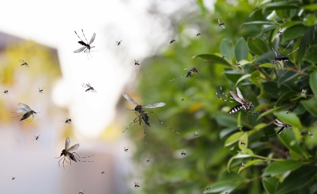 Plaga komarów w Chorwacji. Drony nową bronią