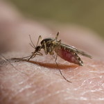 Plaga komarów. We Wrocławiu będą opryski