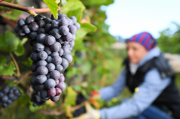 Plaga kradzieży winorośli, oliwek i migdałów w Apulii / 	ARNE DEDERT    /PAP/EPA