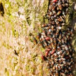 Plaga oblepia drzewa i wdziera się do mieszkań. Ten owad opanowuje Polskę
