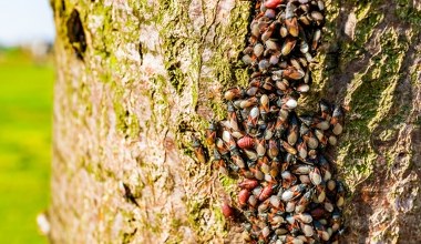 Plaga oblepia drzewa i wdziera się do mieszkań. Ten owad opanowuje Polskę