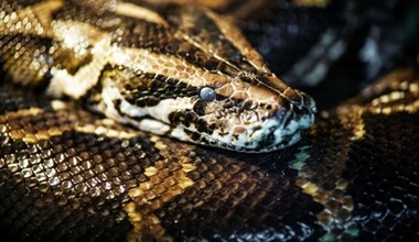 Plaga pytonów w turystycznym raju. Węże coraz częściej atakują ludzi