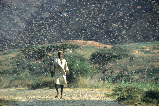 Plaga szarańczy w Etiopii, w 1968 roku /©FAO/ G. Tortoli /materiały prasowe
