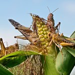 Plaga szarańczy w Rumunii. Setki hektarów upraw zniszczone 