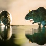 Plaga szczurów podczas meczu. To kibice je przywabili