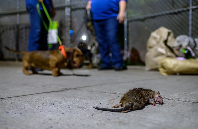 Plaga szczurów w Nowym Jorku /AFP