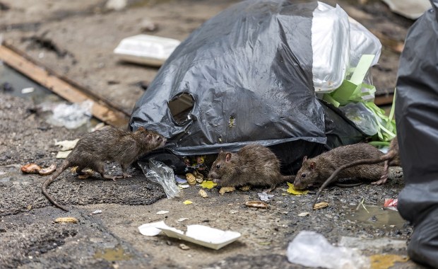 Plaga we Wrocławiu. Chodzą po rurach, piszczą, ślizgają się pazurkami