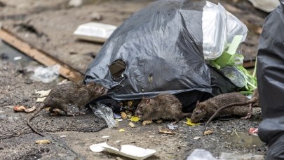 Plaga we Wrocławiu. Chodzą po rurach, piszczą, ślizgają się pazurkami