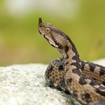 Plaga węży w europejskim kraju. Są niebezpieczne i wyjątkowo duże