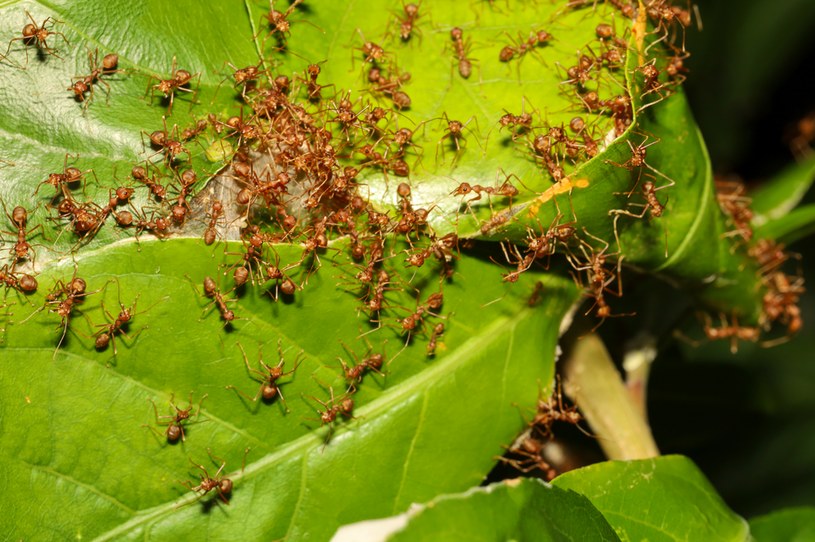 Plagę mrówek w ogrodzie pomoże nam zwalczyć cynamon /123RF/PICSEL