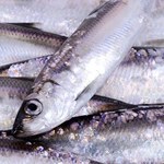 "Plan dla Bałtyku": pierwszy długoterminowy plan nowej polityki rybołówstwa