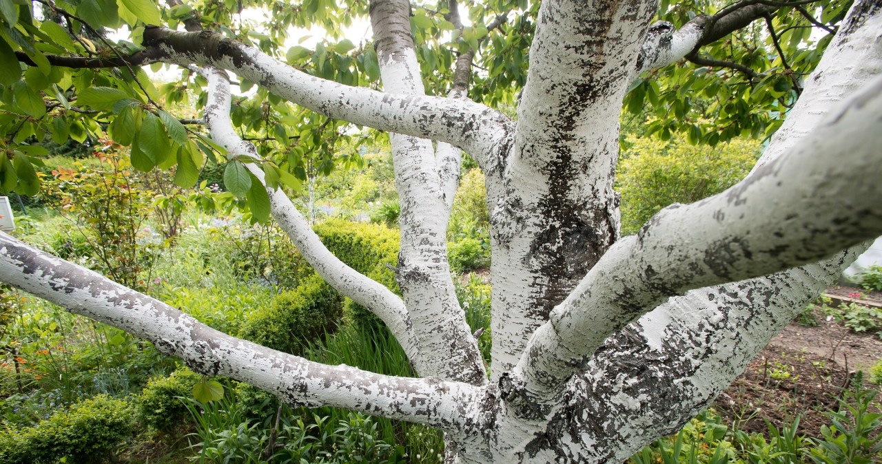 ​Planowałeś wyciąć drzewo na działce? Teraz jest już za późno, a kary są surowe /WOJCIECH STROZYK/REPORTER /East News