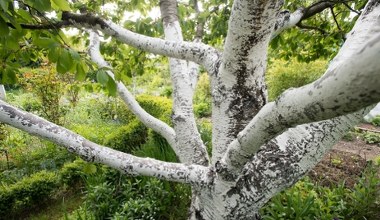 ​Planowałeś wyciąć drzewo na działce? Teraz jest już za późno, a kary są surowe