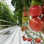 Plantacja jak z kosmosu. Pierwsza w Polsce 