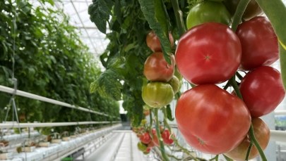 Plantacja jak z kosmosu. Pierwsza w Polsce 