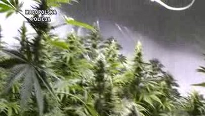 Plantacja konopi w krakowskiej piwnicy