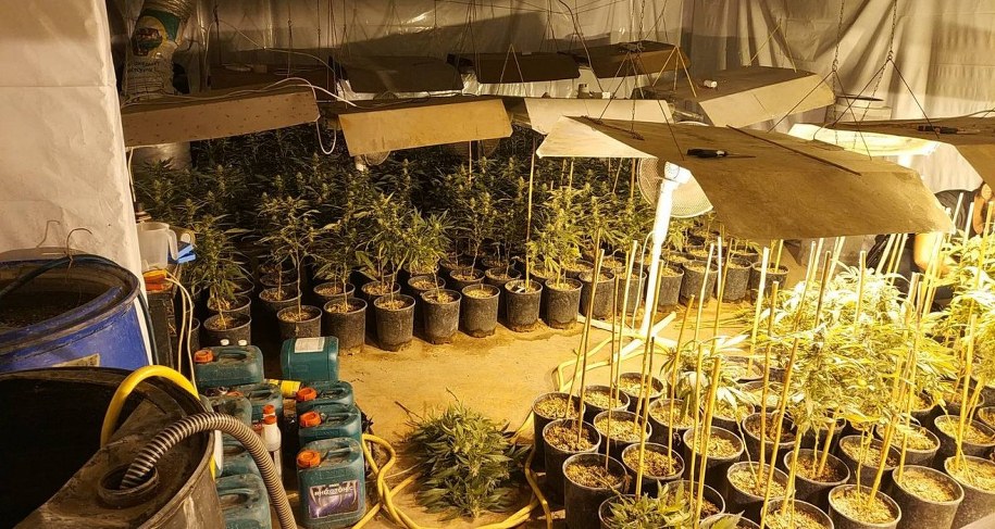 Plantacja konopi w Pabianicach /Policja