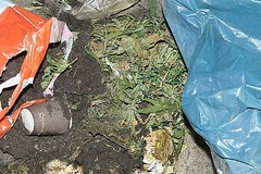 Plantacja marihuany odkryta w Śląskiem