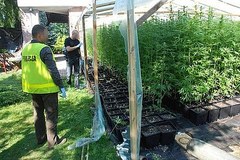 Plantacja marihuany w pensjonacie