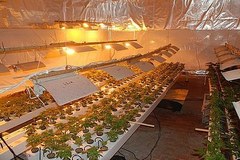 Plantacja marihuany w pensjonacie