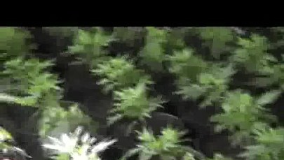 Plantacja marihuany w Poraju