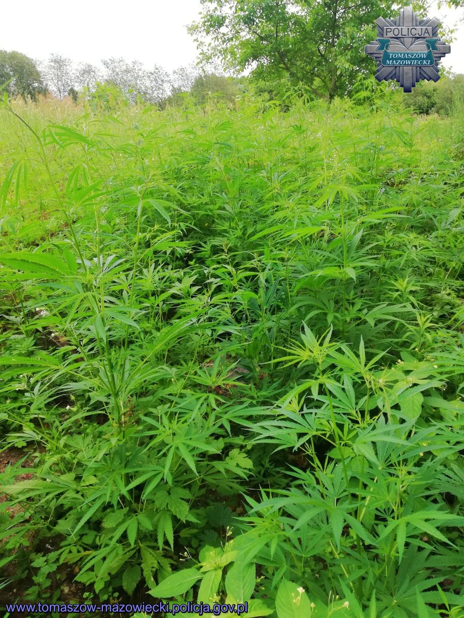 Plantacja w dorzeczu Pilicy /Policja