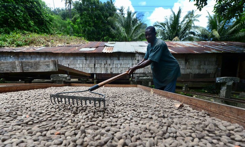 Plantacje kakao nadal miejscem wyzysku /AFP