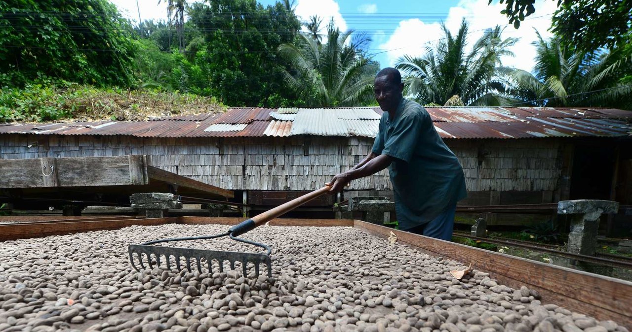 Plantacje kakao nadal miejscem wyzysku /AFP