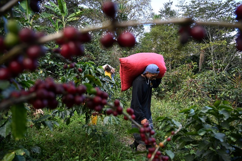 Plantacje kawy w Kostaryce zatrudniają około 25 tysięcy zbieraczy w każdym sezonie /Orlando SIERRA /AFP